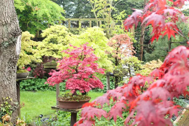 Stock Photo of bonsai garden in spring with oriental bonsai trees (Japanese maples / acer palmatum deshojo) with red and green leaves on individual plinths bonsai stands, landscaped oriental Zen Japanese bonsai garden lawn grass turf, azalea flowers and plants