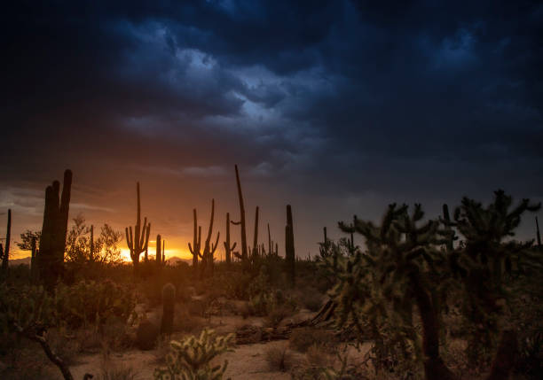 A Sunset Scene in Tucson, Arizona showing saguaro cactus in the Sonoran Desert.