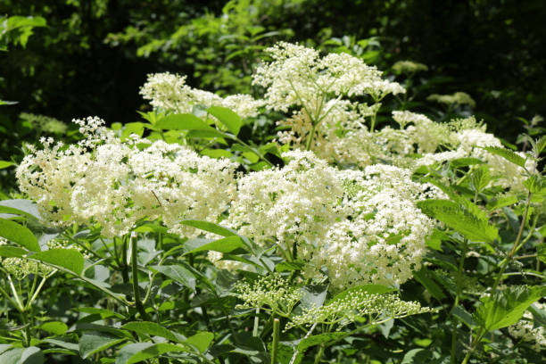 Image of white flowers on wild elder tree / elderberry / elderflower in spring, Latin name Sambucus, cultivated deciduous common elderflower tree shrub growing in front garden countryside hedge hedgerow, grown for elderflower cordial and champagne Stock photo of white flowers on wild elder tree / elderberry / elderflower in spring, Latin name Sambucus, cultivated deciduous common elderflower tree shrub growing in front garden countryside hedge hedgerow, grown for elderflower cordial and champagne dissected flower stock pictures, royalty-free photos & images