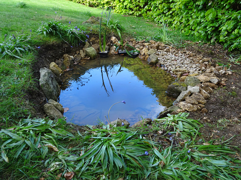 Photo showing of shallow small garden wildlife pond in garden lawn grass with PVC butyl rubber pond liner, bluebells flowers, rocks and pebbles as edging, marginal plants, gravel sloping edge for wildlife, amphibians, frogs, hedgehogs drowning small wild animals