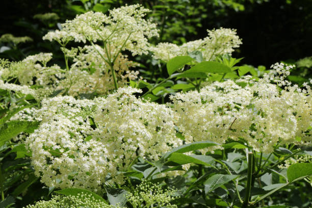 image of white flowers on wild elder tree / elderberry / elderflower in spring, latin name sambucus, cultivated deciduous common elderflower tree shrub growing in front garden countryside hedge hedgerow, grown for elderflower cordial and champagne - fruit freshness tree foods and drinks imagens e fotografias de stock