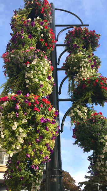 istock Image of beautiful flowering hanging baskets as public display growing on post with brackets, trailing petunias in flowers, Lysimachia nummularia 'aurea' and busy lizzies / impatiens isolated against blue sky background, summer annual bedding plants pots 1167481347