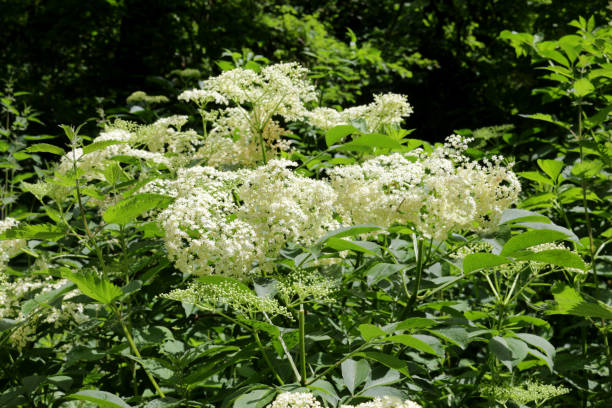 Image of white flowers on wild elder tree / elderberry / elderflower in spring, Latin name Sambucus, cultivated deciduous common elderflower tree shrub growing in front garden countryside hedge hedgerow, grown for elderflower cordial and champagne Stock photo of white flowers on wild elder tree / elderberry / elderflower in spring, Latin name Sambucus, cultivated deciduous common elderflower tree shrub growing in front garden countryside hedge hedgerow, grown for elderflower cordial and champagne dissected flower stock pictures, royalty-free photos & images