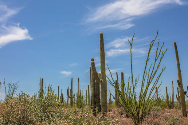 A Day time scene in Tucson, Arizona showing saguaro cactus in the Sonoran Desert.