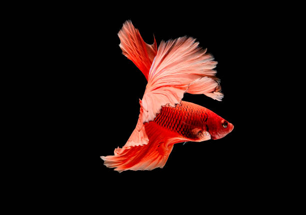 istock Light red color Siamese fighting fish, betta fish was isolated on black background. Fish also action of turn head in different direction during swim 1167481444