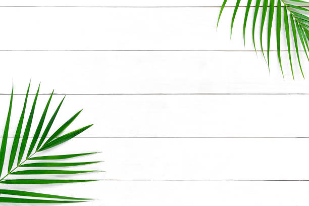 istock Tropical palm leaves on white wood table background. Summer concept. Flat lay, top view, Blank copy space 1167482074