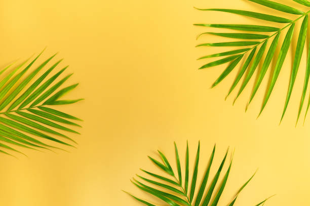 istock Green Palm leaves on yellow background. Summer concept. Flat lay, top view, copy space 1167482079