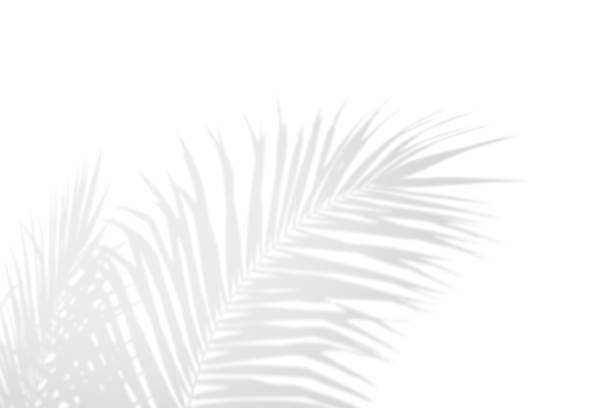 istock Abstract shadow black white palm leaf shadow on a white wall Background. Blank copy space. 1167482107