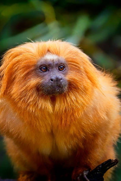 istock Golden Lion Tamarin (Leontopithecus rosalia) 1167482136