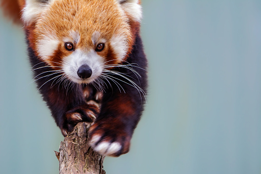 Panda Rojo (Ailurus fulgens) photo