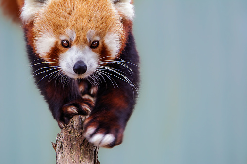 Red panda holding leaves on a tree branch. Ailurus fulgens. Cute fluffy panda bear looking to the camera