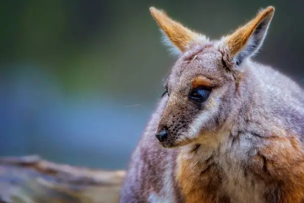 Photo of Yellow-footed Rock Wallaby (Petrogale xanthopus)