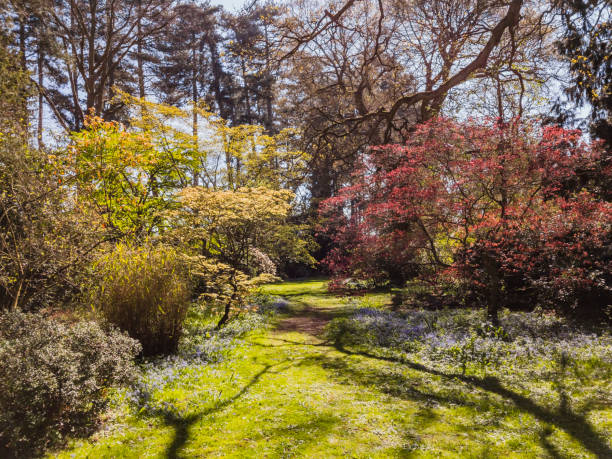 istock lush english cottage garden 1167482227
