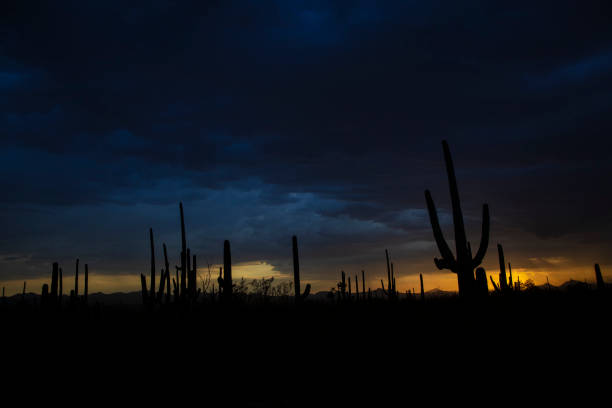 A Sunset Scene in Tucson, Arizona showing saguaro cactus in the Sonoran Desert.