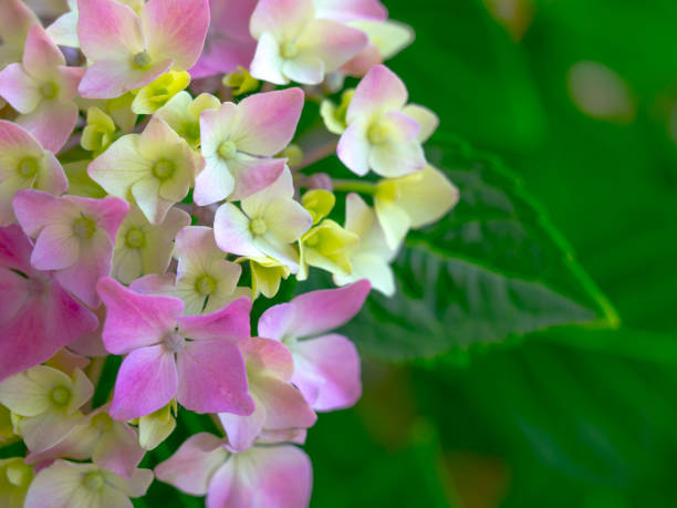 Beautiful Hydrangea with pink, lilac, violet, purple flowers blooming indoors. Close up view, selective focus image