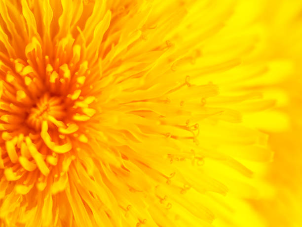 istock Beautiful Yellow Dandelion Close Up Macro image 1167483240