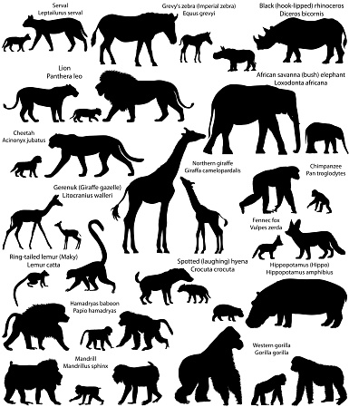 Collection of animals with cubs living in the territory of Africa, in silhouette: northern giraffe, black rhinoceros, Grevy's (imperial) zebra, ring-tailed lemur, fennec fox, serval, lion, cheetah, gerenuk (giraffe gazelle), hippopotamus, african savanna elephant, spotted hyena, western gorilla, hamadryas baboon, mandrill, chimpanzee