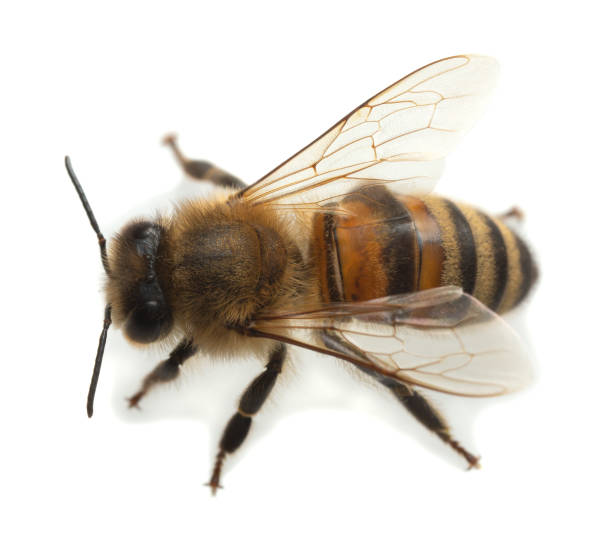 European honey bee, apis mellifera isolated on white background stock photo