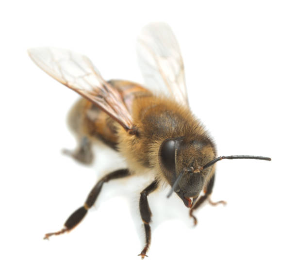 istock European honey bee, apis mellifera isolated on white background 1167484032
