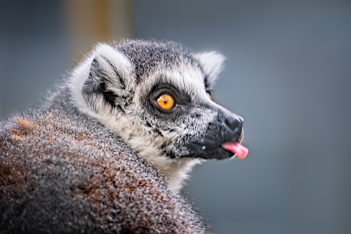 The Ring-tailed Lemur is a relatively large lemur and the most recognised due to its long, black and white ringed tail.  It inhabits deciduous forests, dry scrub, montane humid forests and gallery forests (forests along riverbanks).
