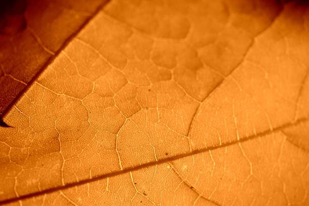 istock Maple leaf lit by the sun on a sunny day close-up. Autumn background 1167485342