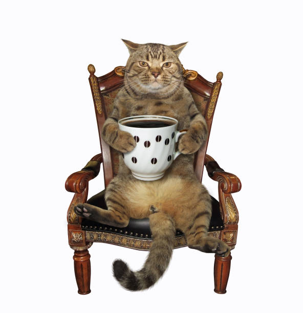 The cat with a big cup of black coffee sits in the retro wooden armchair. White background. Isolated.