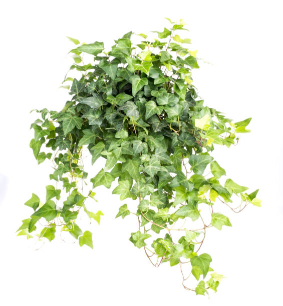 istock ivy leaves isolated on white 1167485594