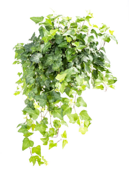 istock ivy leaves isolated on white 1167485602