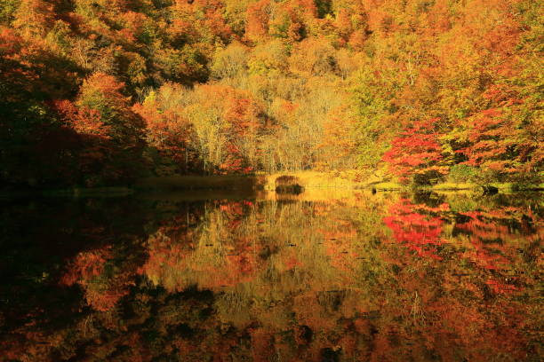 istock Autumn leaves forest, Aomori Prefecture 1167488031