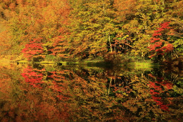 istock Autumn leaves forest, Aomori Prefecture 1167489675