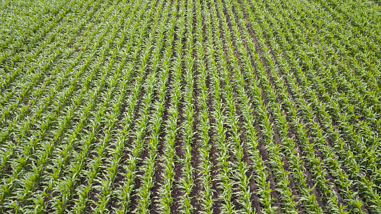 view of the flat rows of young corn.