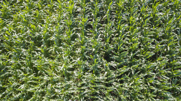 istock view of the flat rows of young corn 1167490049