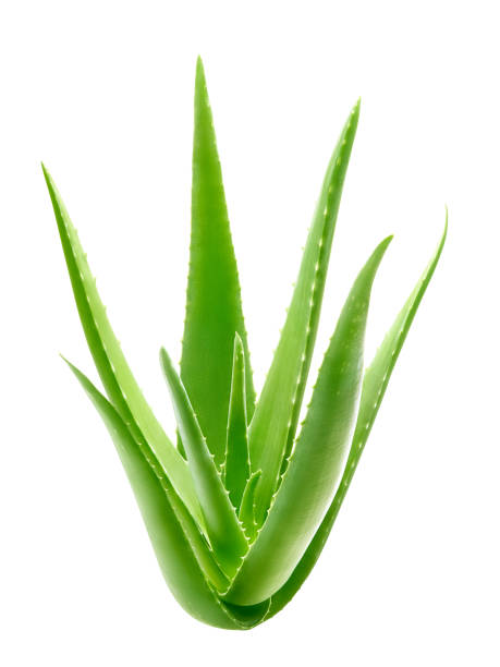 istock Aloe vera plant isolated on white background - clipping path included 1167492920