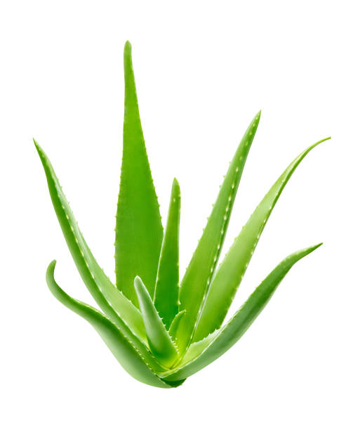 istock Aloe vera plant isolated on white background - clipping path included 1167492935