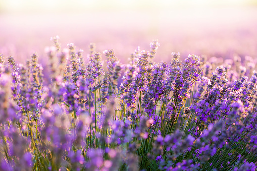 Sunset field with lavender