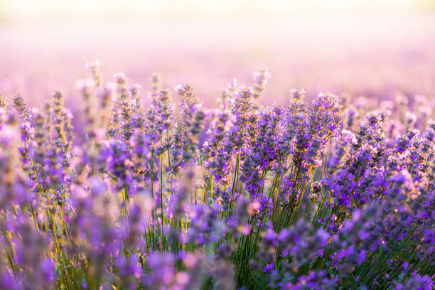 Sunset field Sunset field with lavender french lavender stock pictures, royalty-free photos & images