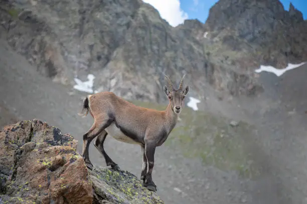 Female of Alpine Ibex in her envinroments , mountain , France Lacs de cheserys