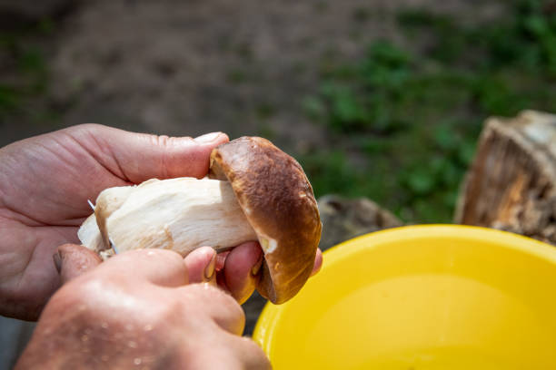 istock Cleaning mushrooms picked from the forest 1167495790