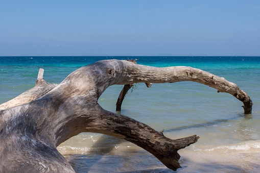 Havelock Island beach, Andamans, India. Fallen tree near the ocean. Seascape with the big old tree.