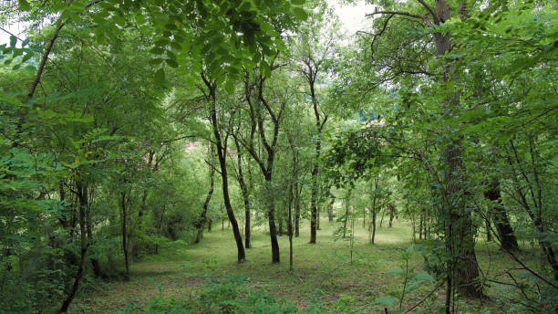 istock Tree garden in Jobbagytelke (Romania) 1167496844
