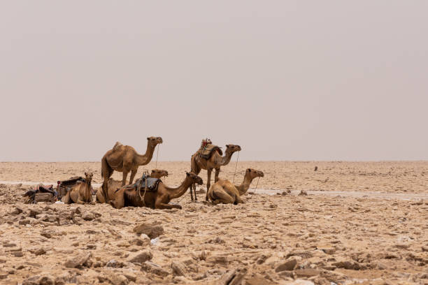 istock camel caravan and Afar mining salt in Danakil depression, Ethiopia 1167497163