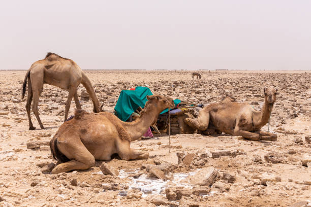 istock camel caravan and Afar mining salt in Danakil depression, Ethiopia 1167497307