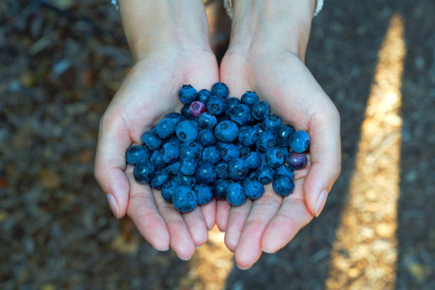 istock Hand holding a bunch of fresh blueberries 1167498242