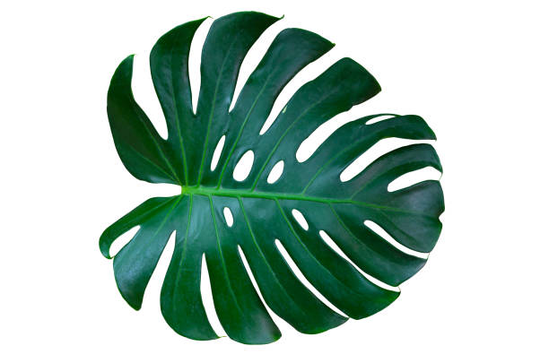 istock Monstera leaves lush decorating for composition design style exotic. Tropical palm philodendron leaf isolated white background and branch greenery, botanical nature concepts.(clipping path) 1167498261