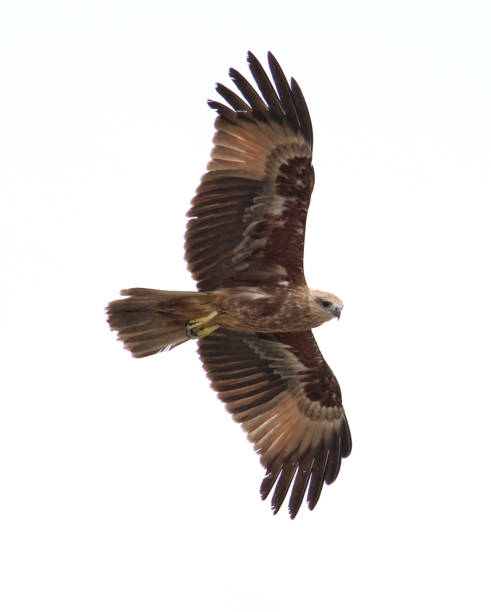 istock Beautiful brown eagle flying with wings open searching for prey 1167498792