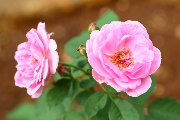 istock Fresh nature beauty- pink rose flower 1167499572