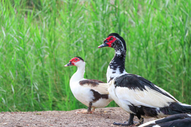 istock The duck stands by the swamp. 1167499948