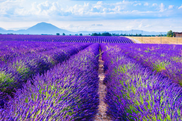 istock Lavender fields near Valensole, Provence, France. 1167500859