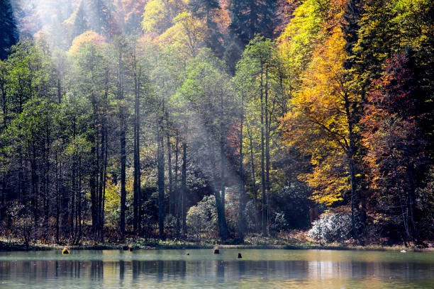 Forest with colorful autumn trees and lake in mountain of Black sea side of Turkey