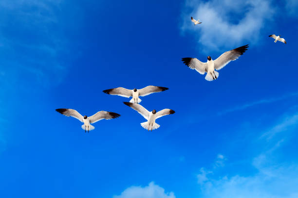 istock group of seagulls flying over sunny blue sky 1167501836
